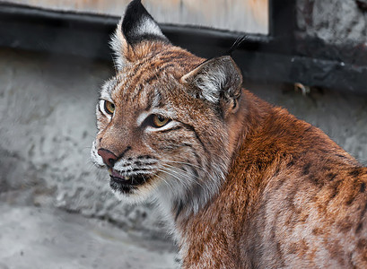 Lynx 林克毛皮动物捕食者食肉野猫野生动物哺乳动物动物园外套眼睛图片