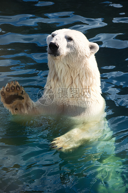 北极熊哺乳动物动物食肉濒危捕食者爪子野生动物游泳猎人动物园图片