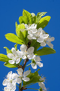 苹果花花绿色苹果树果园季节叶子花瓣天空蓝色植物花园图片