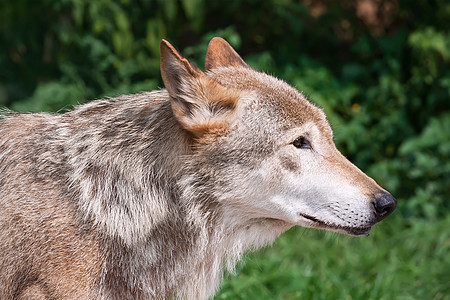 狼狼疮野生动物食肉荒野危险哺乳动物猎人灰色动物犬类图片