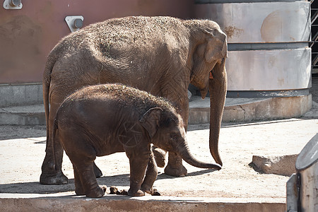 大象灰色濒危动物园哺乳动物獠牙象牙耳朵孩子荒野野生动物图片