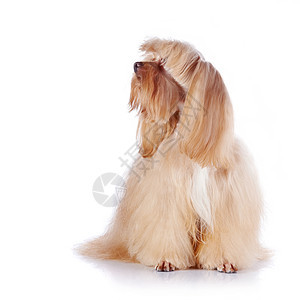 蜜蜂装饰狗坐在白色背景上乐趣棕色小狗毛皮幸福哺乳动物贵宾脊椎动物友谊猎犬图片