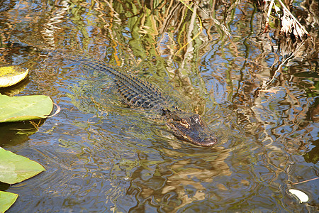 年轻鳄鱼游泳生命危险主题旅行水平动物群野外动物沼泽植物野生动物图片