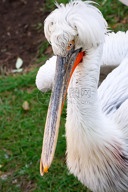 佩利卡动物园粉色动物群白色野生动物羽毛翅膀动物航班荒野图片
