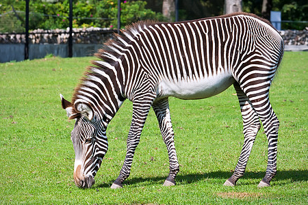 斑马条纹动物群动物园白色哺乳动物食草皮肤动物黑色荒野图片