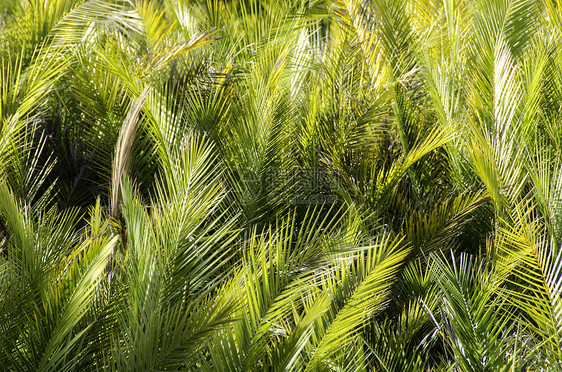 棕榈叶背景背景荒野森林叶子植物群衬套生长植物学阳光环境热带图片