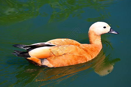 卢迪谢尔德克反射荒野棕色动物野生动物池塘羽毛公园橙子鸭子图片
