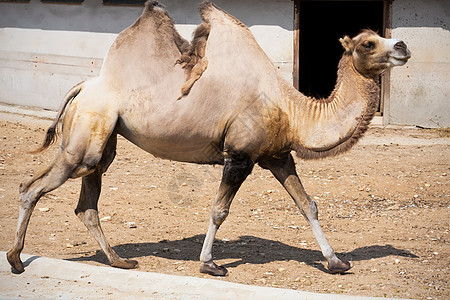 骆驼野生动物沙漠旅行哺乳动物动物园白色动物单峰驼峰荒野图片