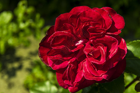 红玫瑰植物活力花园绿色花瓣美丽玫瑰季节红色公园图片