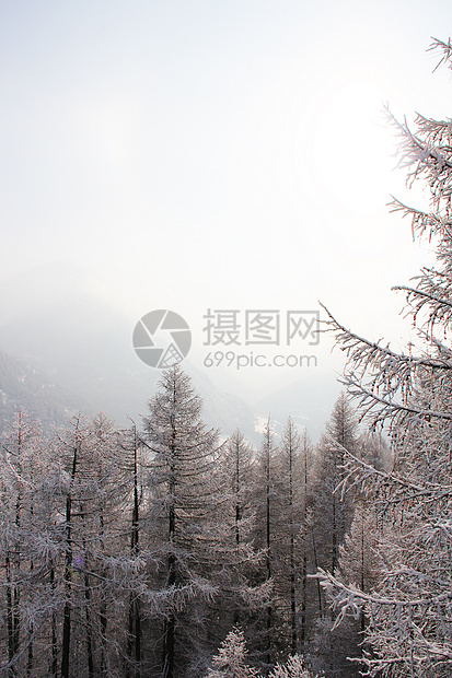 冬季山中美丽的林林天空季节国家降雪天气假期气候童话高地树木图片