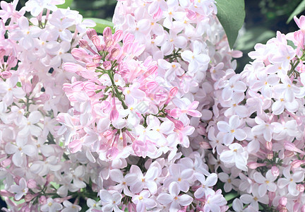 粉粉花季节植物花园粉色叶子紫色绿色衬套植物群图片
