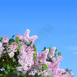 粉粉花叶子绿色蓝色植物衬套天空花园紫色粉色植物群图片