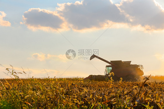 玉米收获机在行动图片