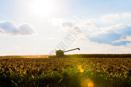 玉米收获机轮光仪谷物小麦生长工作粮食土地生产职业收成收割机图片