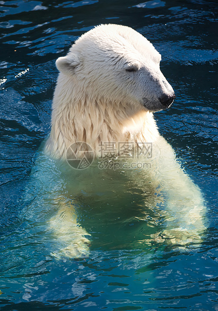 北极熊猎人游泳濒危食肉毛皮野生动物荒野爪子捕食者哺乳动物图片