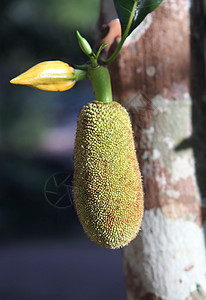 Jackfruit 粗金刚石绿色黄色坚果果树马朗农业浪卡食物水果叶子图片