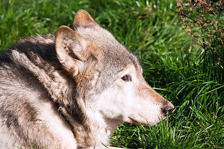 狼猎人荒野危险狼疮动物犬类毛皮食肉哺乳动物野生动物图片