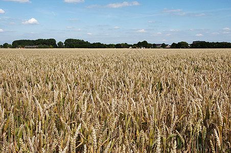 谷仓里的谷物田稻草农场土地场地天空蓝色小麦农村食物季节图片