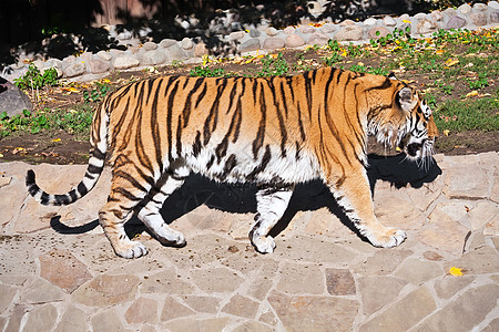 老虎野生动物危险动物食肉丛林荒野猫科动物侵略条纹捕食者图片