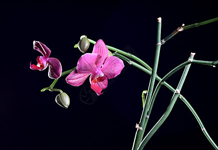 树枝上有花朵的兰花粉色花束植物异国花瓣热带活力绿色黑色情调图片
