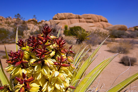 约书亚树国家公园的花朵沙漠石头土地短叶地标岩石公园蓝色干旱砂岩图片