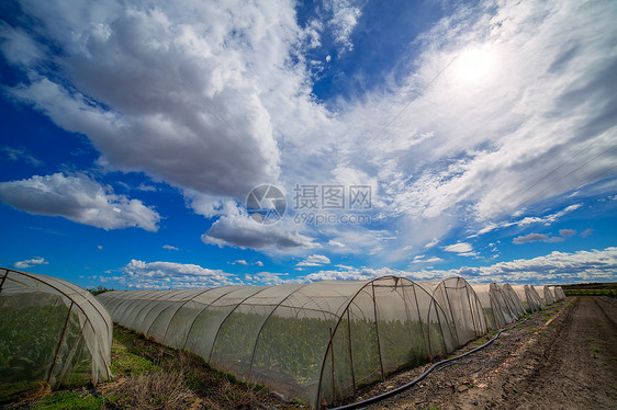 深蓝的天空下 有硬蔬菜的温室收成培育生长幼苗园艺天空豆芽环境栽培土壤图片