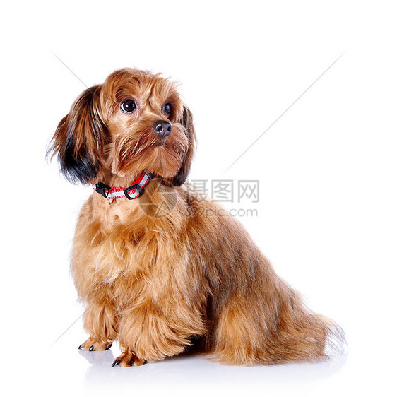 装饰狗的红小狗快乐脊椎动物爪子棕色好奇心乐趣宠物哺乳动物朋友犬类图片