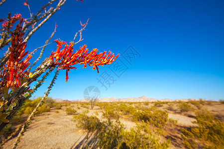 红花 在莫海沙漠的红花芨芨草蓝色沙漠干旱公园国家衬套天空橙子地标图片