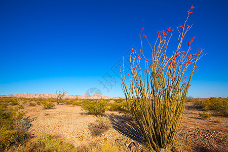红花 在莫海沙漠的红花国家沙漠橙子芨芨草公园岩石蓝色编队荒野地质学图片