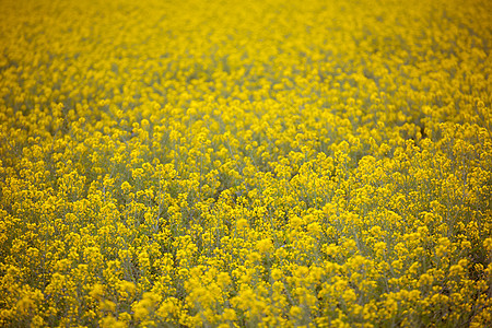 有选择性焦点的黄色弹出字段花园季节植被环境野花园艺植物群草本植物植物雏菊图片