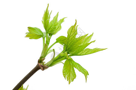 春天树枝生长宏观绿色花园植物季节生活枝条植物群白色图片