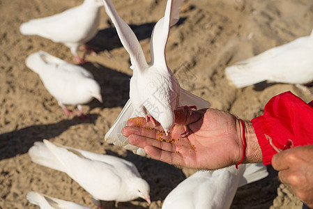 公园场景食物水平鸟类面包屑动物手臂白色图片