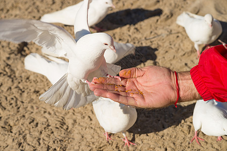 公园场景水平鸟类手臂面包屑食物动物白色图片