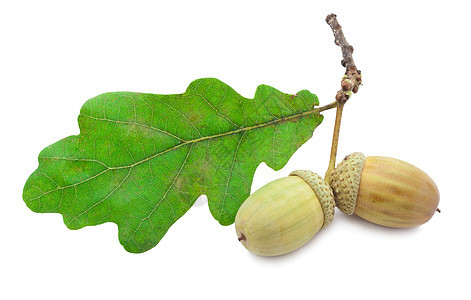 橡果植物学棕色橡木坚果叶子森林种子季节生长绿色图片