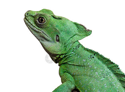 被掩埋的巴西里斯克动物宠物捕食者眼睛蛇怪生物脊椎动物蜥蜴野生动物绿色图片