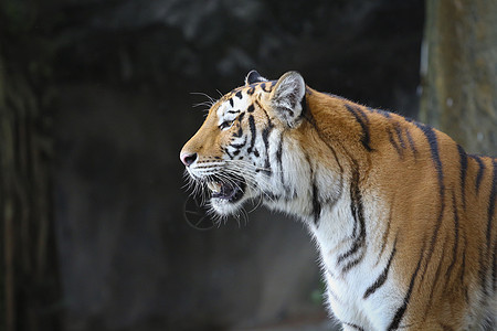 动物园里的大老虎哺乳动物条纹野生动物木头动物丛林橙子捕食者濒危黄色图片
