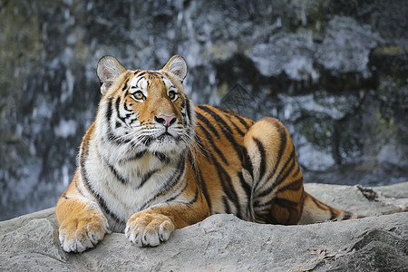 动物园里的大老虎濒危生活身体条纹野生动物哺乳动物丛林木头黄色捕食者图片