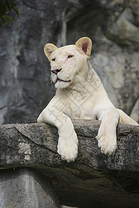 白列野猫捕食者平台动物群舌头胡须濒危猫科爪子鬃毛图片