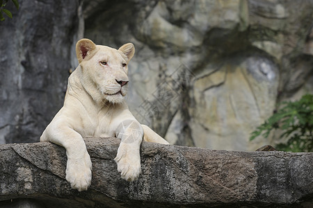 白列动物群食肉哺乳动物栖息地爪子野猫猫科毛皮猎人白狮子图片