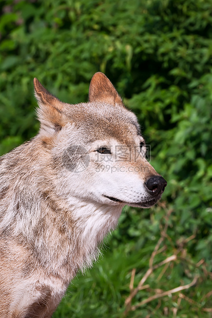 狼毛皮犬类灰色哺乳动物食肉狼疮野生动物猎人捕食者荒野图片