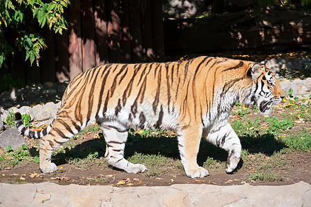 老虎猎人猫科动物野猫野生动物条纹动物园危险动物荒野丛林图片