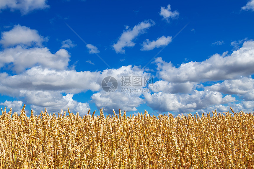 蓝色天空下有云的小麦田图片