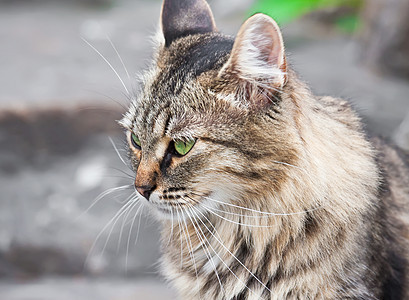 猫类鼻子虎斑小猫晶须猫咪头发毛皮灰色黑色动物图片