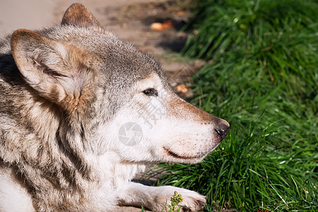 狼毛皮猎人动物捕食者荒野犬类危险哺乳动物食肉狼疮图片