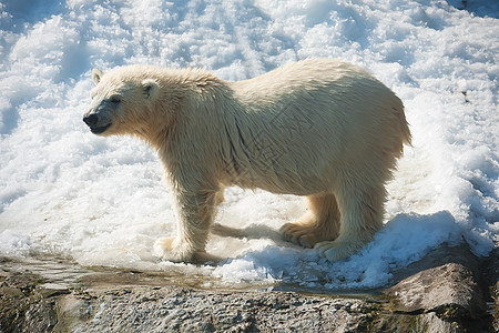 北极熊力量哺乳动物捕食者毛皮荒野动物园幼兽爪子动物野生动物图片