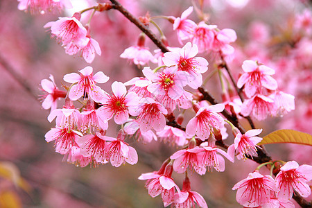 狂野喜马拉雅山樱花荒野公园农村季节墙纸木头植物花朵图片