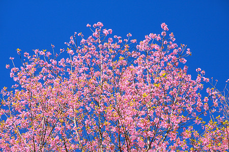狂野喜马拉雅山樱花公园蓝色季节木头天空墙纸植物农村花朵荒野图片