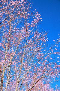 狂野喜马拉雅山樱花墙纸木头天空公园季节蓝色植物花朵荒野农村图片