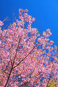 狂野喜马拉雅山樱花农村荒野蓝色墙纸木头天空花朵植物公园季节图片