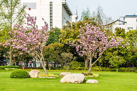 上海中国公園花樱花树图片